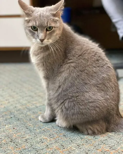 Animal Health Center Picture 5