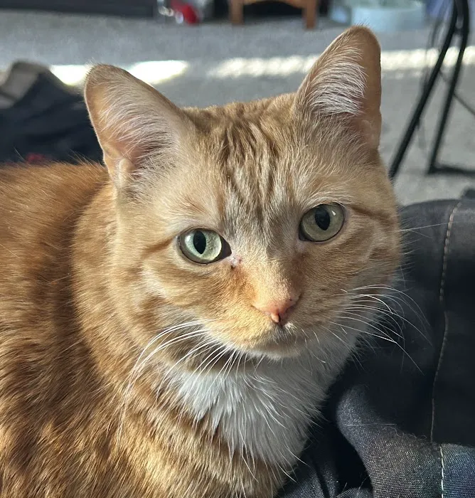 Animal Health Center Picture 8