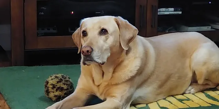 Kewaskum Veterinary Clinic Picture 7