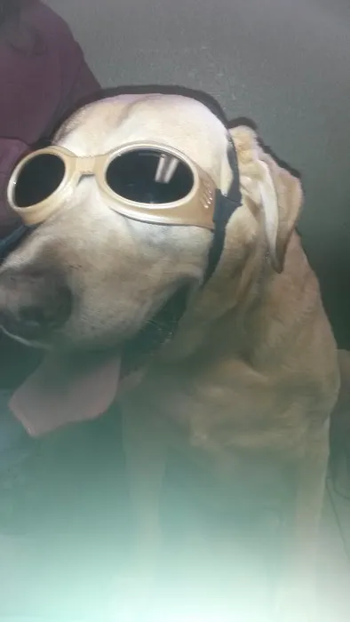 Dr. Nicholas Wagner, DVM Picture 1