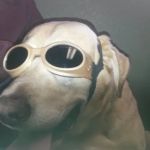 Dr. Nicholas Wagner, DVM