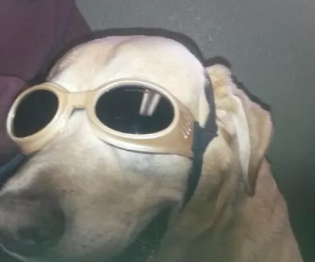 Dr. Nicholas Wagner, DVM