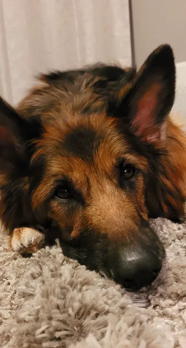 Casserly Veterinary Services Picture 2