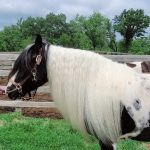 Casserly Veterinary Services