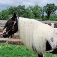 Casserly Veterinary Services ico