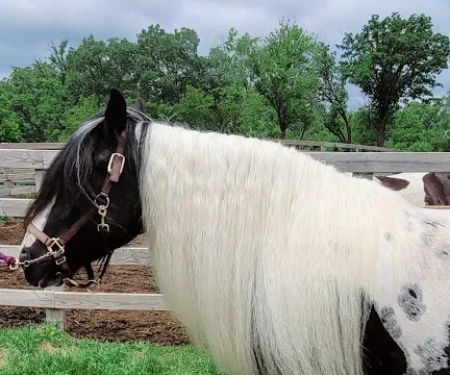 Casserly Veterinary Services