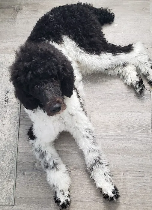 Casserly Veterinary Services Picture 4