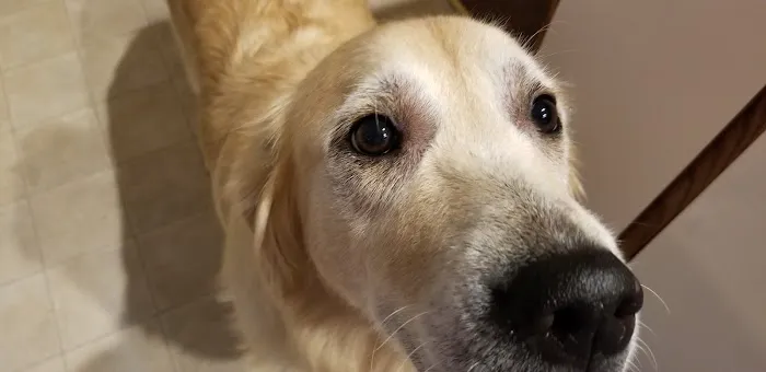 Casserly Veterinary Services Picture 5