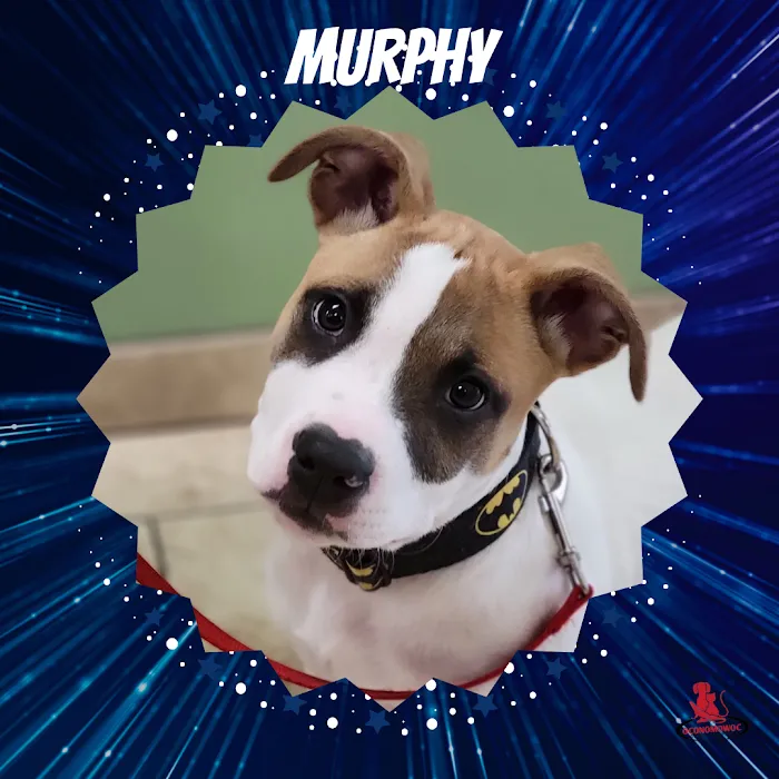 Oconomowoc Animal Hospital Picture 7