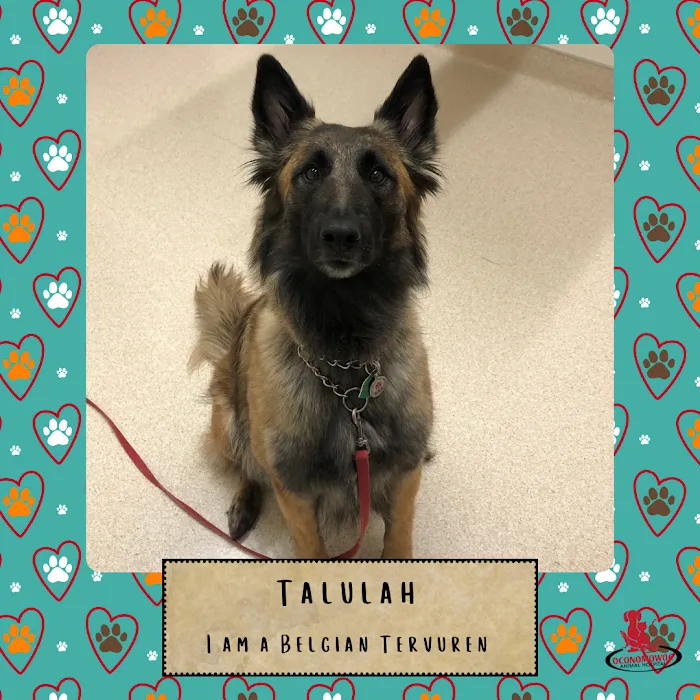 Oconomowoc Animal Hospital Picture 9