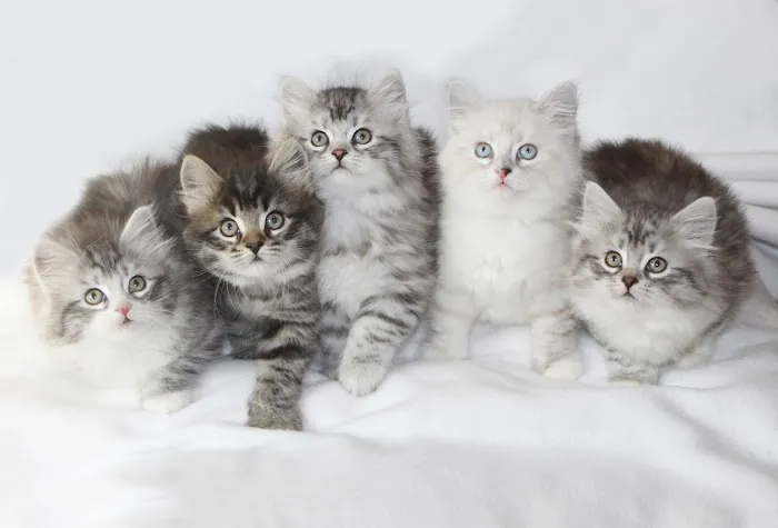 Heavnzsent Siberians Picture 1