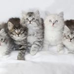 Heavnzsent Siberians