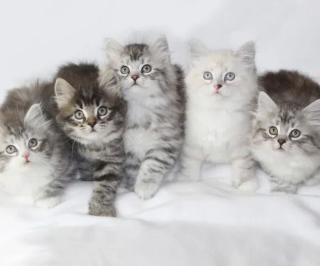 Heavnzsent Siberians