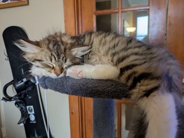 Heavnzsent Siberians Picture 2