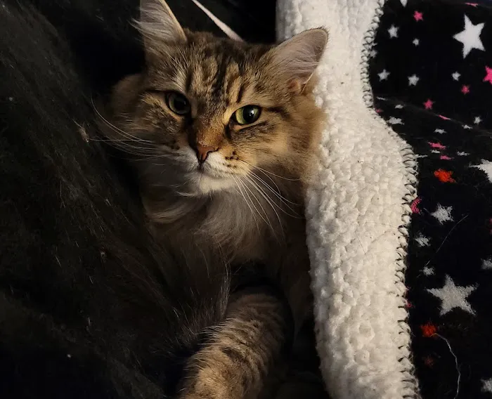 Heavnzsent Siberians Picture 3