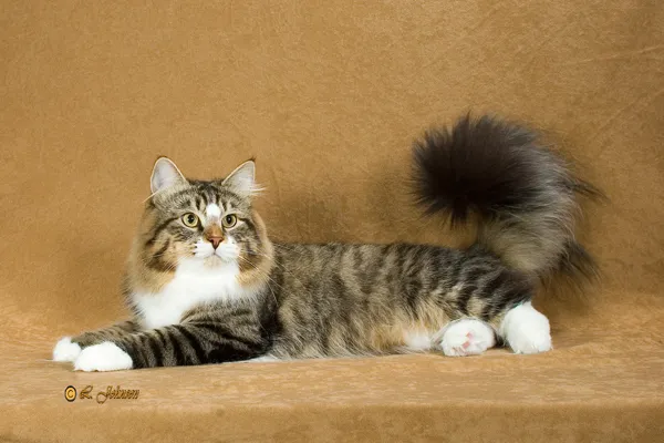 Heavnzsent Siberians Picture 5