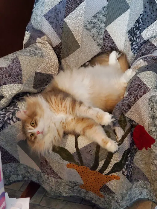 Heavnzsent Siberians Picture 9