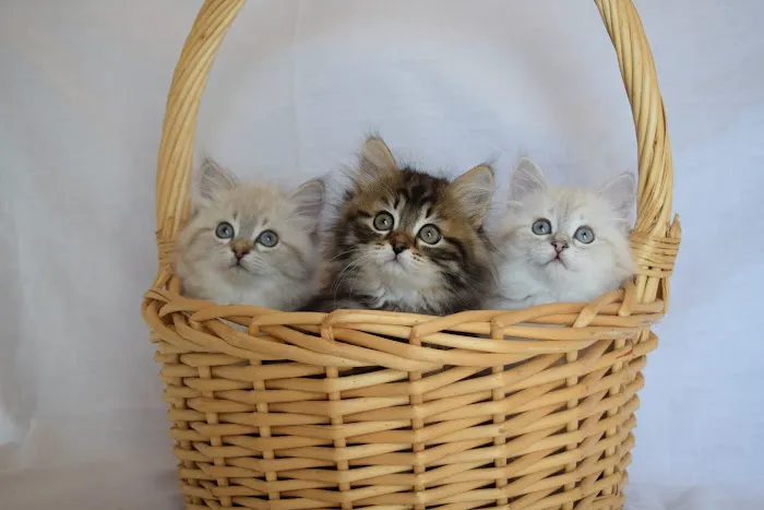 Heavnzsent Siberians Picture 7