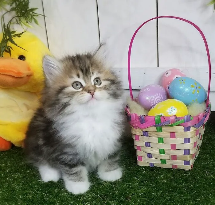 Heavnzsent Siberians Picture 6