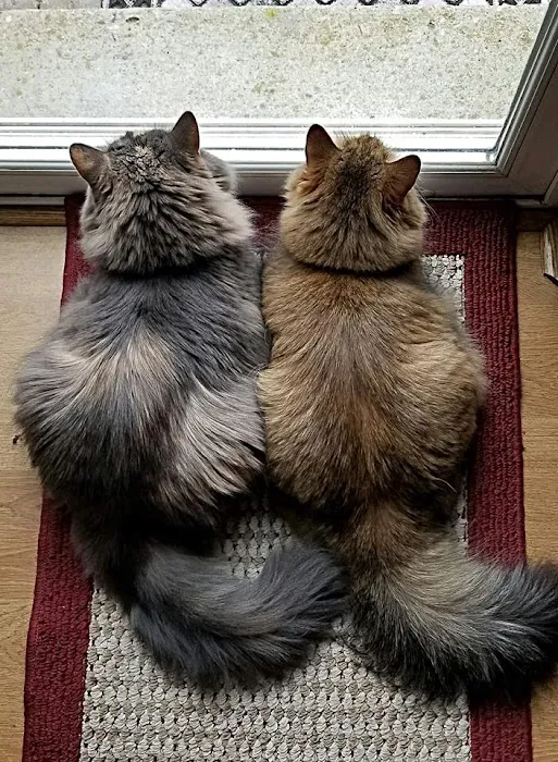 Heavnzsent Siberians Picture 8