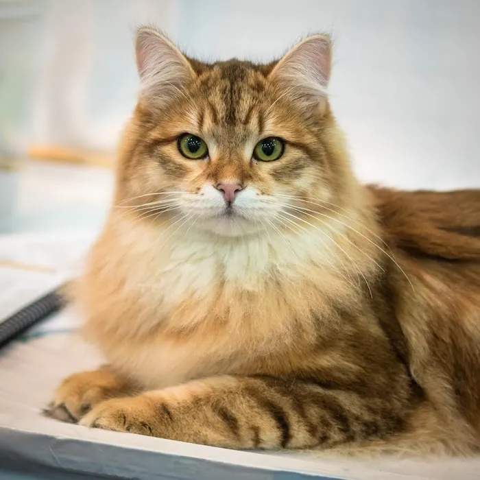 Heavnzsent Siberians Picture 10