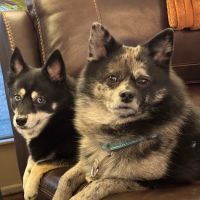 Animal Urgent Care of Oconomowoc ico