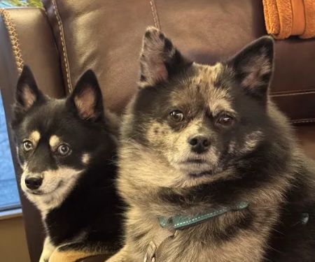 Animal Urgent Care of Oconomowoc