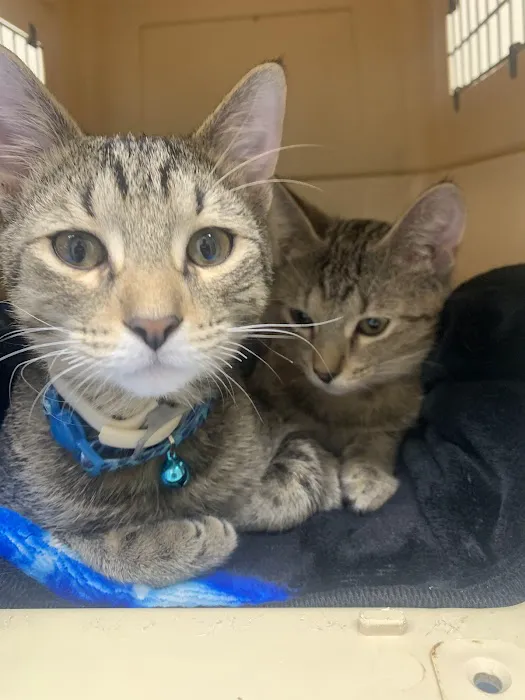 Northside Animal Hospital Picture 4