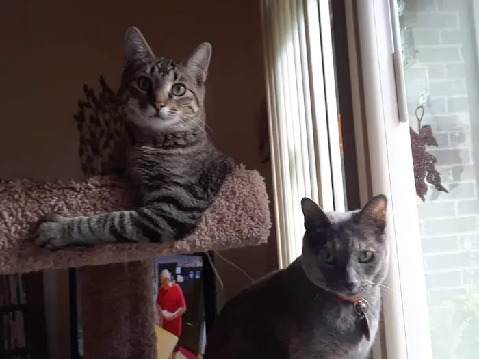 Northside Animal Hospital Picture 1