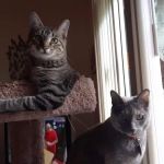 Northside Animal Hospital