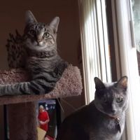 Northside Animal Hospital ico