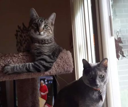 Northside Animal Hospital