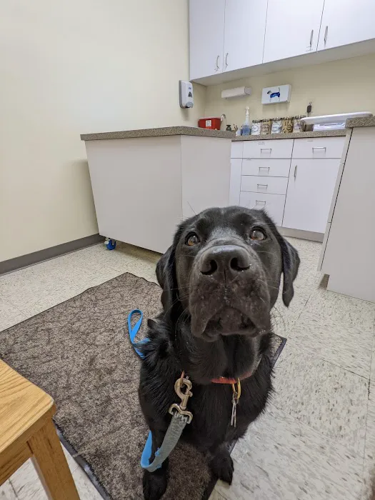 Northside Animal Hospital Picture 6