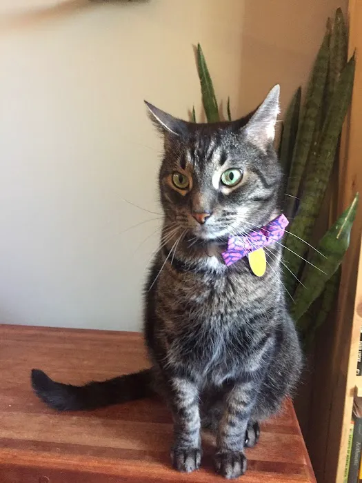 Northside Animal Hospital Picture 7