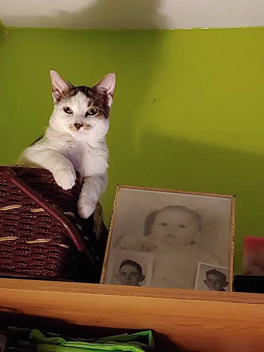 Countryside Animal Clinic Picture 2