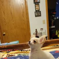 Countryside Animal Clinic ico