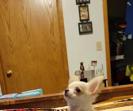 Countryside Animal Clinic