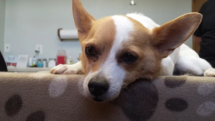 Countryside Animal Clinic Picture 4