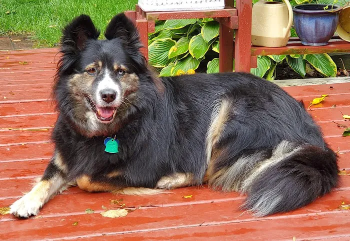 Countryside Animal Clinic Picture 5