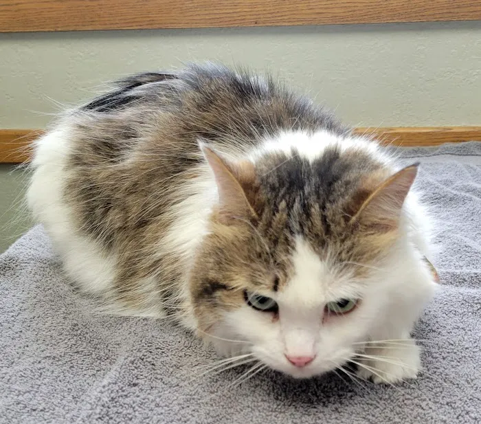 Countryside Animal Clinic Picture 6