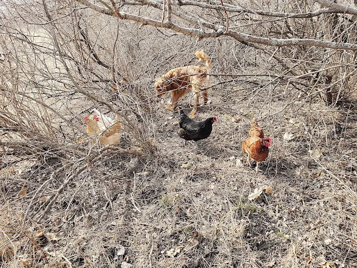 Countryside Animal Clinic Picture 8