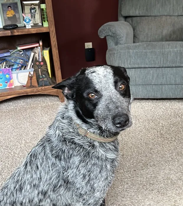 Countryside Animal Clinic Picture 7