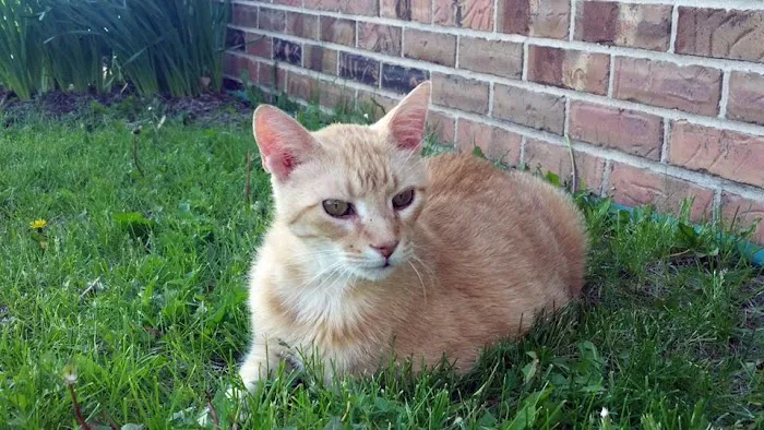 Countryside Animal Clinic Picture 10