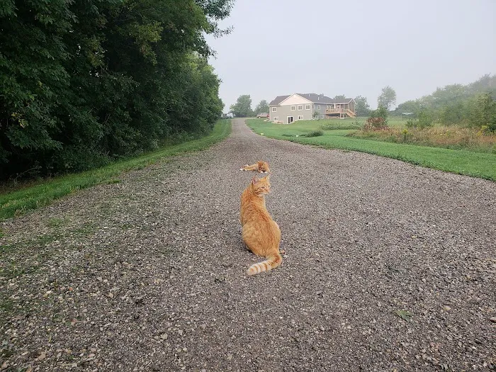 Countryside Animal Clinic Picture 9
