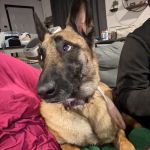 Sondel Family Veterinary Clinic