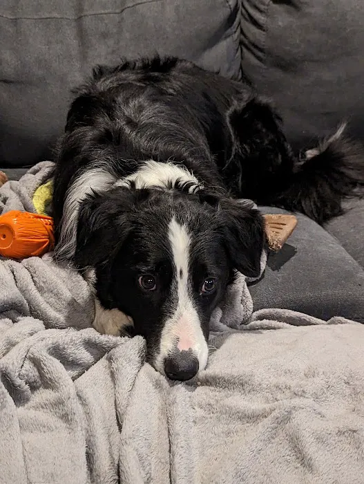 Sondel Family Veterinary Clinic Picture 2