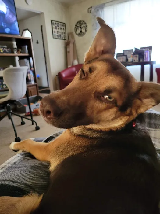 Sondel Family Veterinary Clinic Picture 4