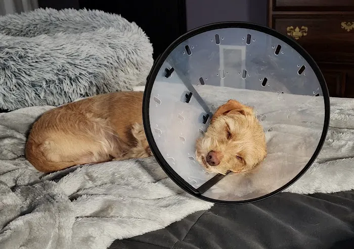 Banfield Pet Hospital Picture 2