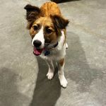 Banfield Pet Hospital