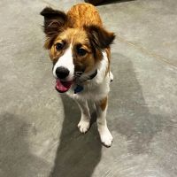 Banfield Pet Hospital ico